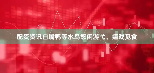 配资资讯白嘴鸭等水鸟悠闲游弋、嬉戏觅食